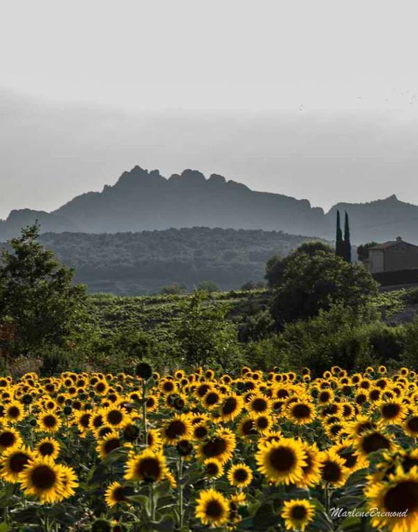 Chambres D'Hotes Aux Tournesols Malaucène Eksteriør billede
